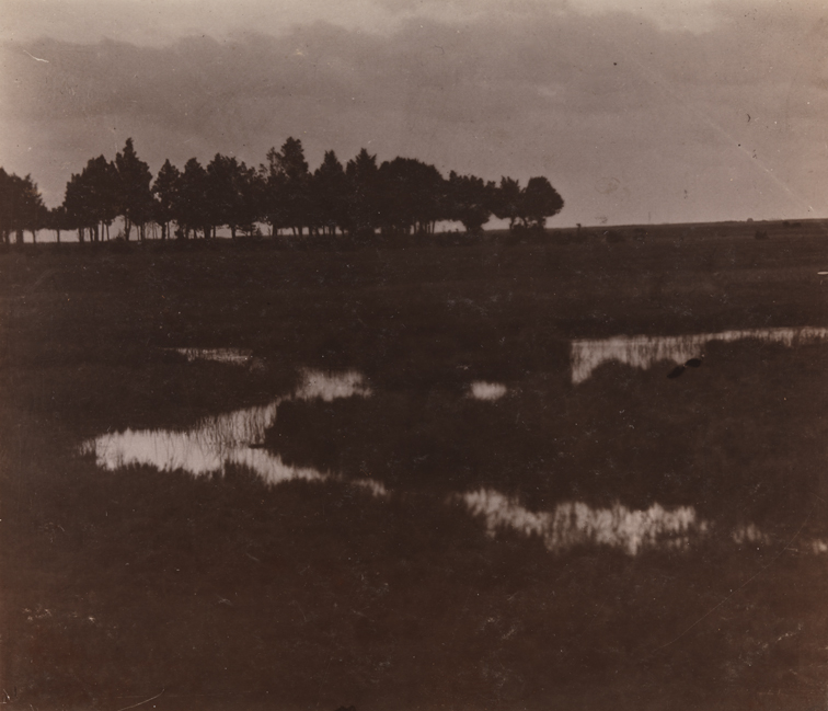 Marshy landscape with row of trees on horizon