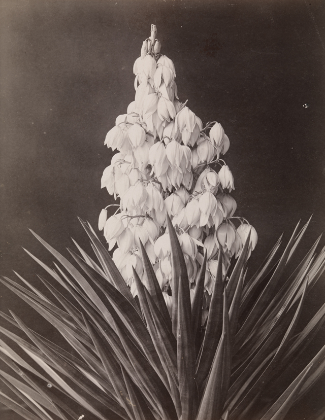 Yucca plant in flower