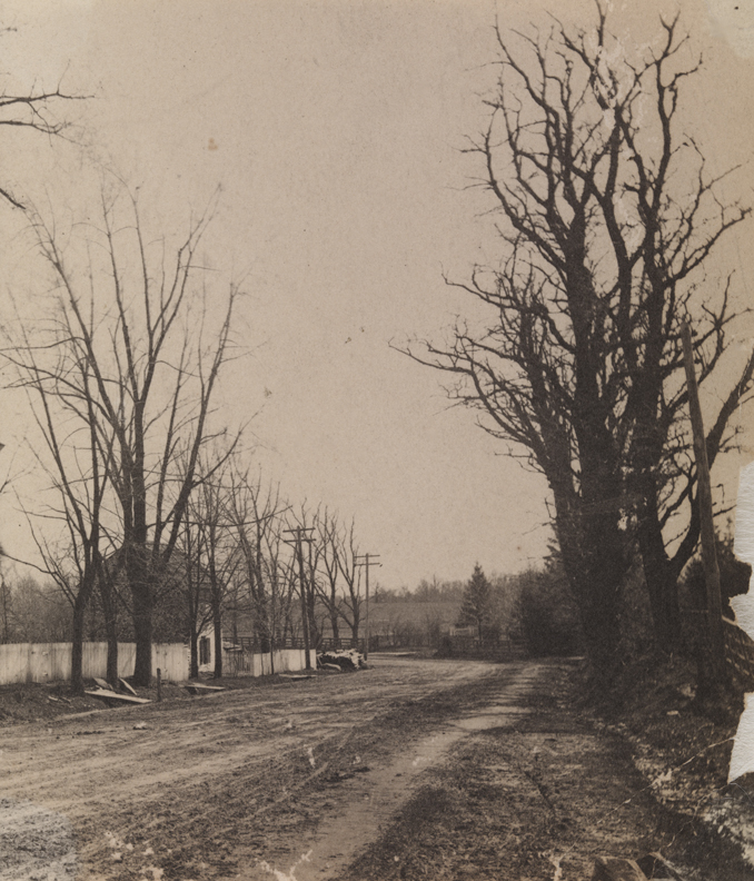 Country raod lined with leafless trees