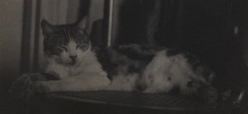 Cat sleeping on caned chair