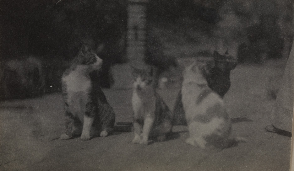 Four cats in back yard of  the family home at 1729 Mount Vernon Street, Philadelphia