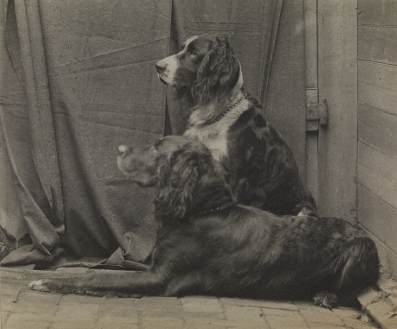 Two setters in front of dark backdrop