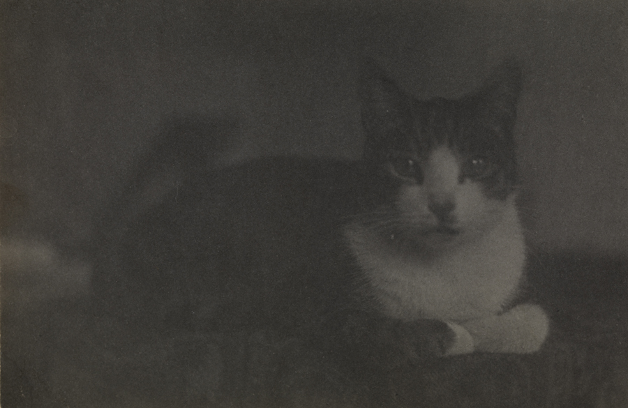 Cat on carpeted table