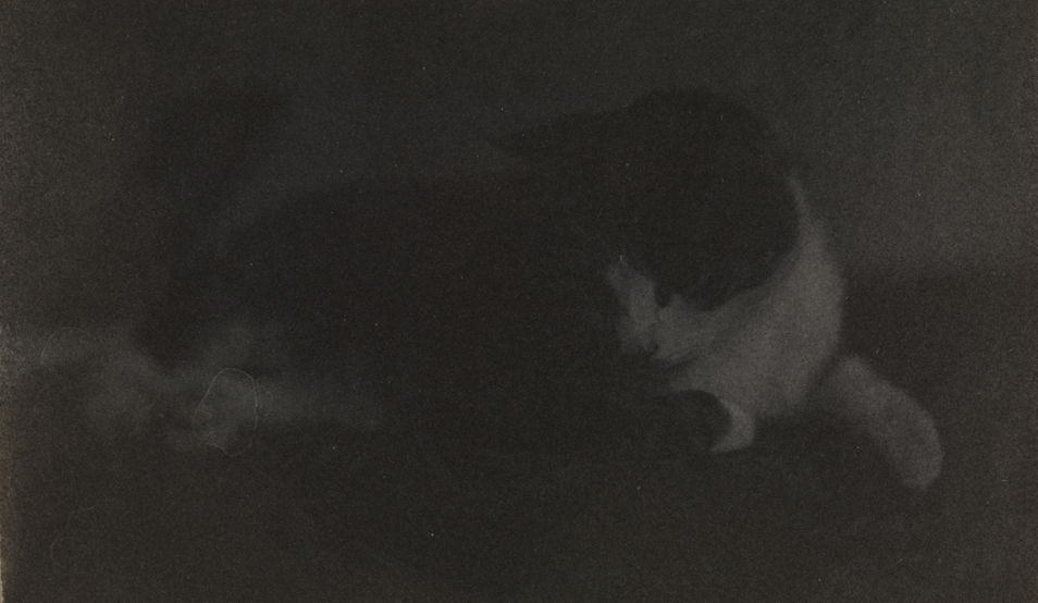 Cat on carpeted table, looking down