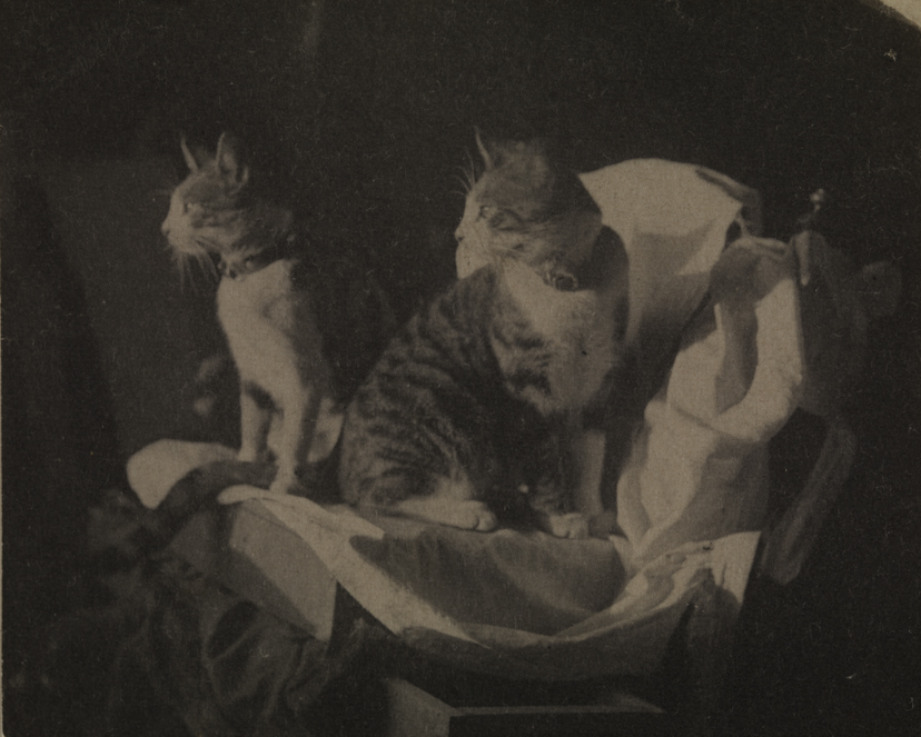 Two tiger-striped cats on draped boxes