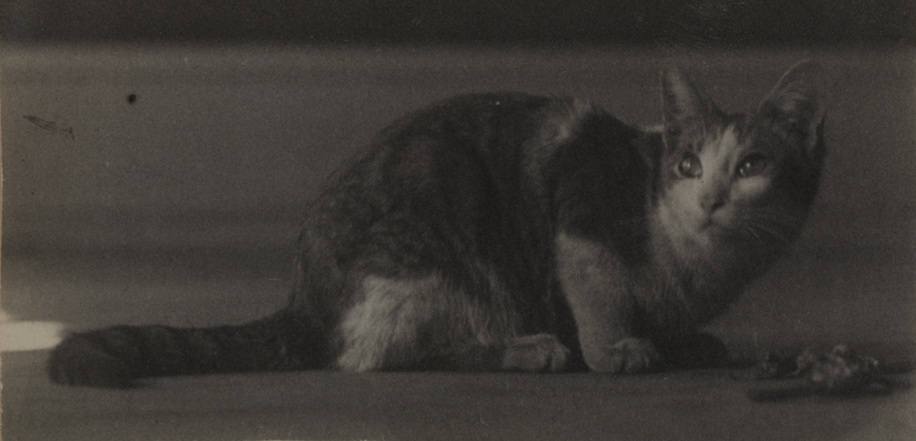 Cat on floor, looking left