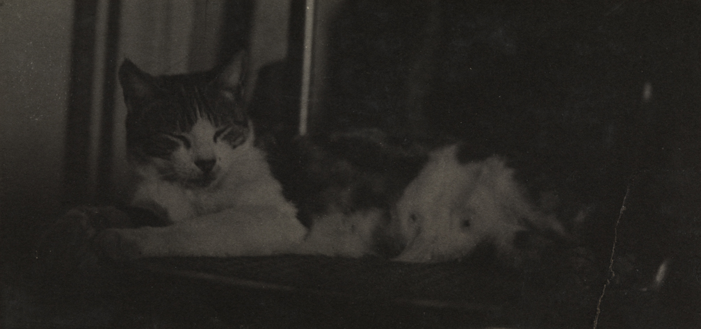 Cat sleeping on caned chair
