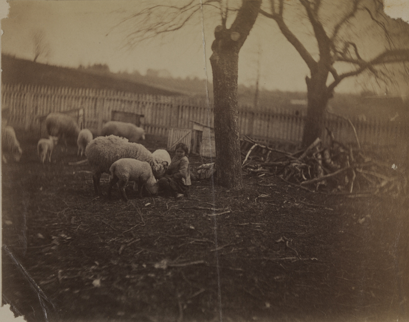 Sheep with girl at Crowell farm, Avondale, Pennsylvania