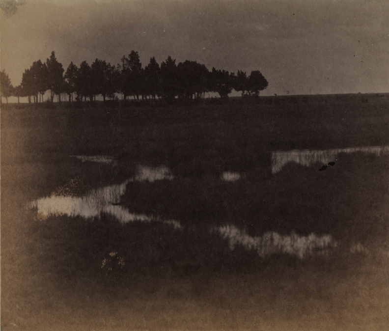 Marshy landscape with row of trees on horizon
