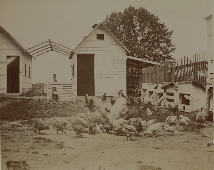 Farmyard with chickens