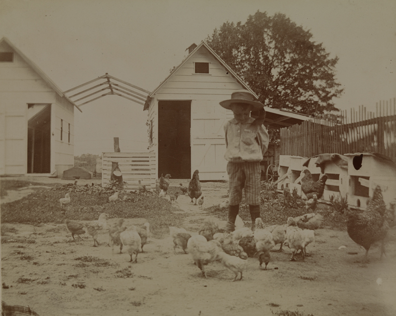 Boy with chickens in farmyard