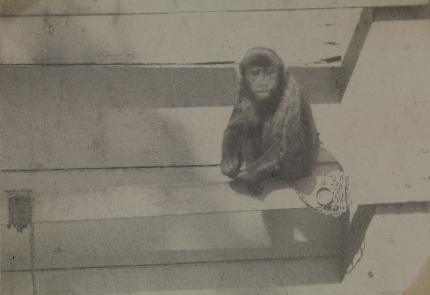 Thomas Eakins's monkey Bobby, sitting on porch