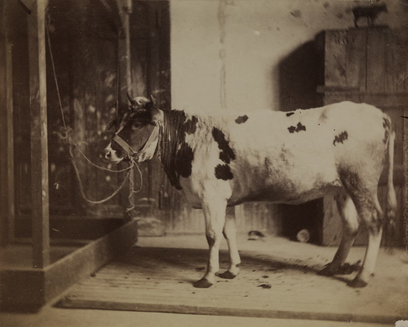 Cow in Pennsylvania Academy studio