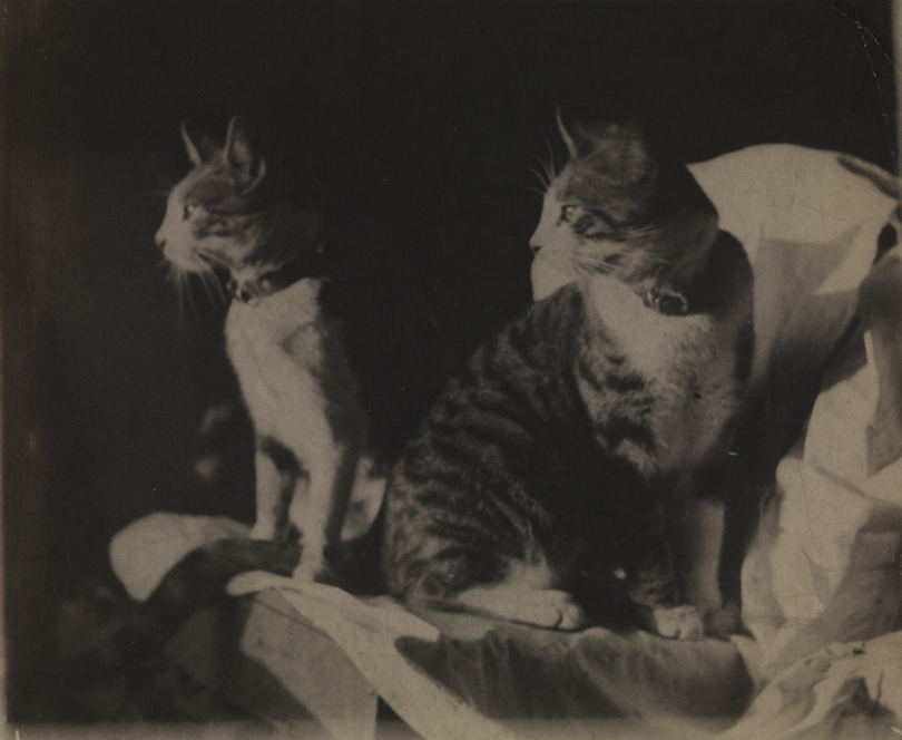 Two tiger-striped cats on draped boxes