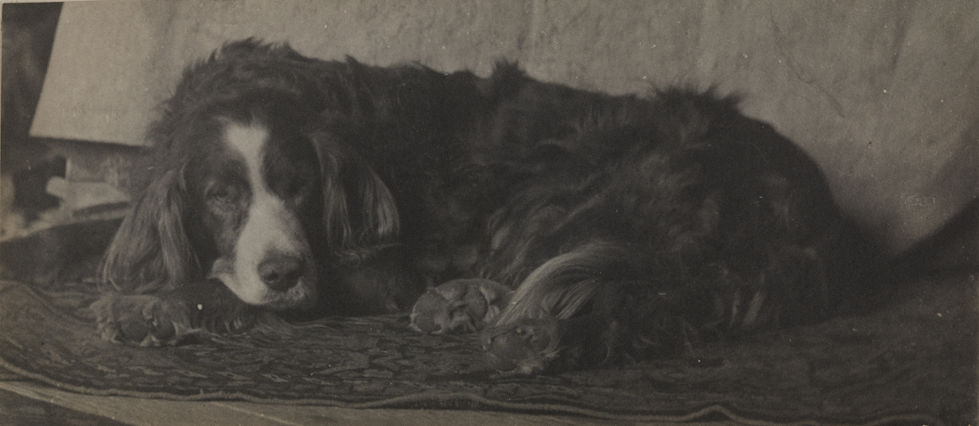 Thomas Eakins's setter Harry on carpet