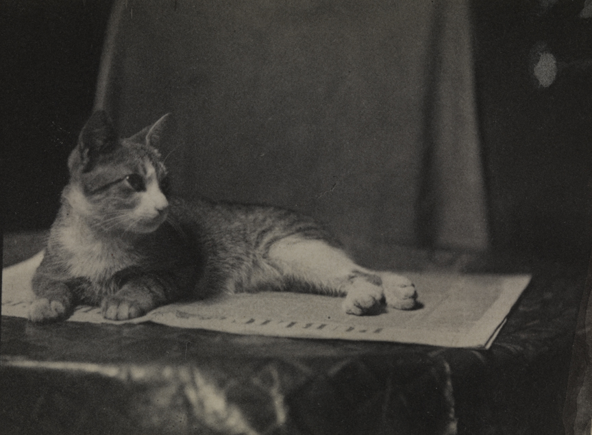 Tiger-striped kitten on newspaper on round chair