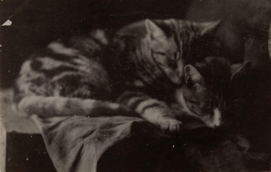 Two tiger-striped kittens sleeping