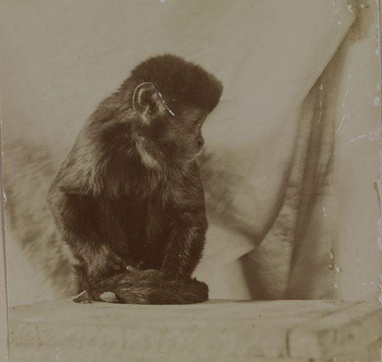 Thomas Eakins's monkey Bobby on cloth-covered bench