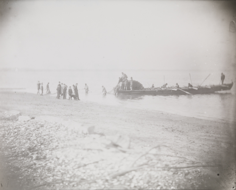 Shad fishing: setting the net