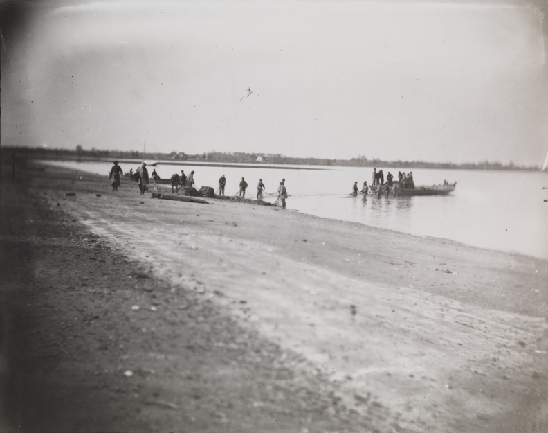 Shad fishing: setting the net from shore