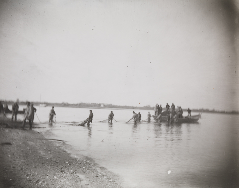 Shad fishing: setting the net