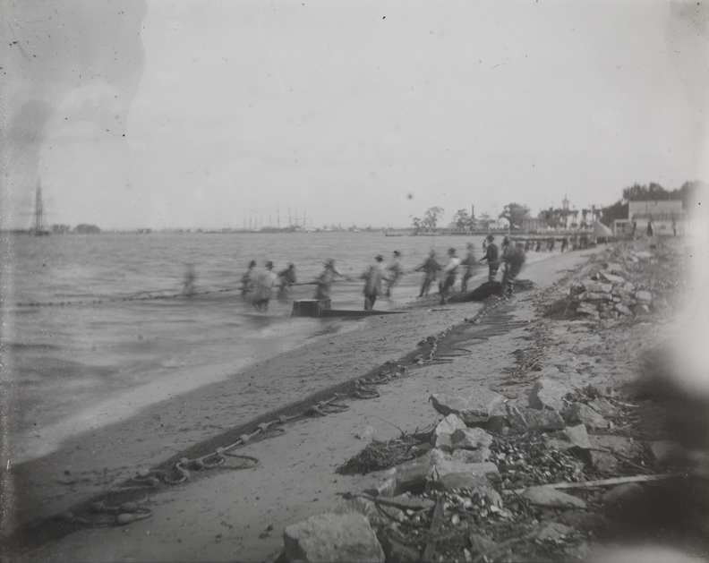 Shad fishing: hauling the net
