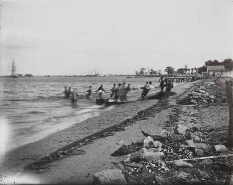 Shad fishing: hauling the net