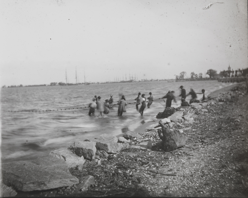 Shad fishing: hauling the net