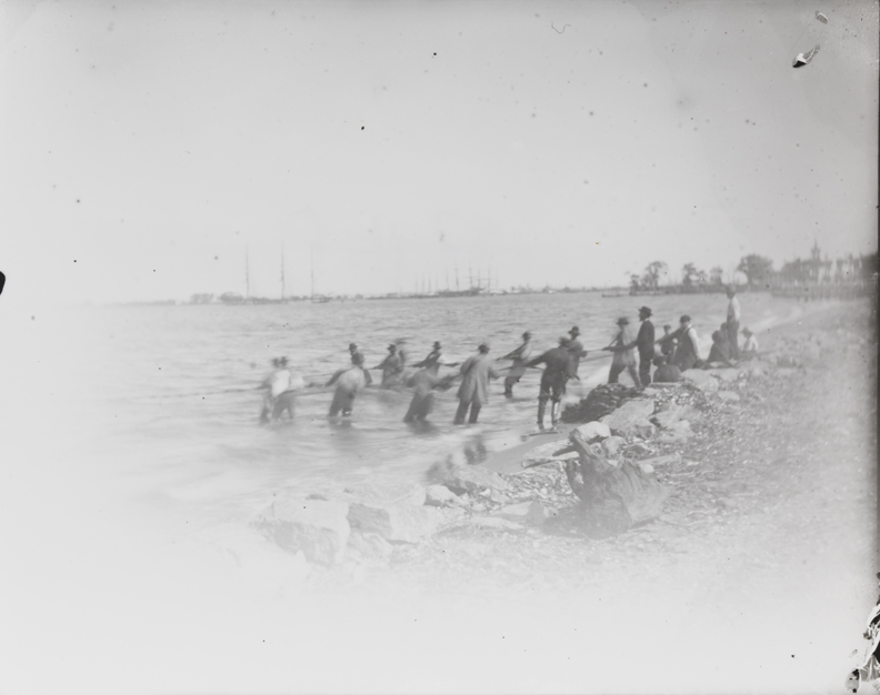 Shad fishing: hauling the net