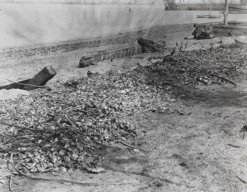 Shoreline of Delaware River