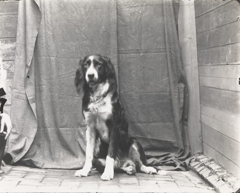 Setter with four white legs, sitting in front of dark backdrop