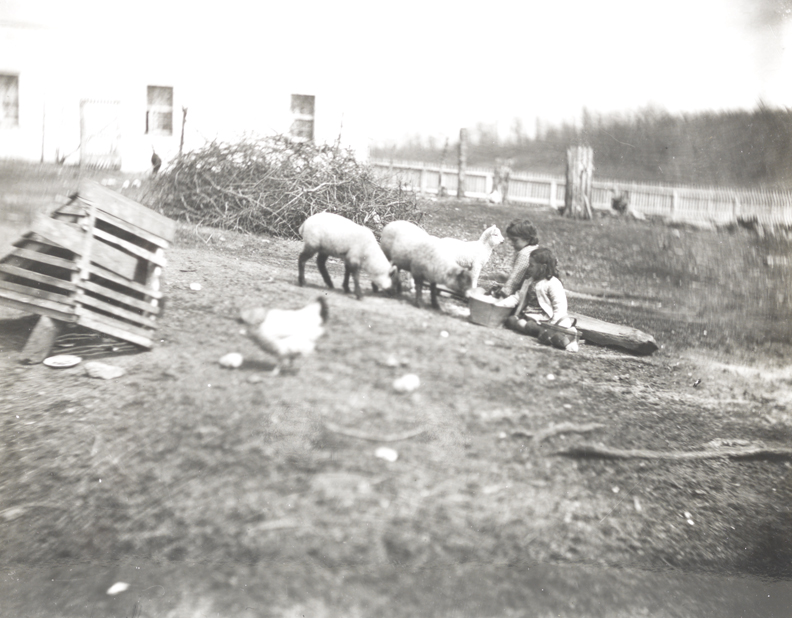 Sheep with two children at Crowell farm, Avondale, Pennsylvania
