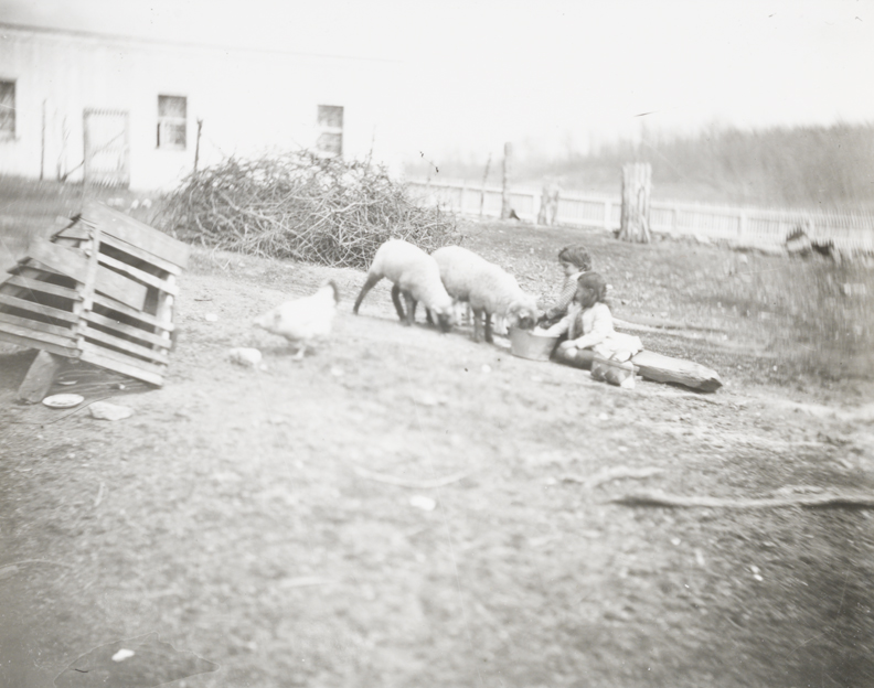Sheep with two children at Crowell farm, Avondale, Pennsylvania
