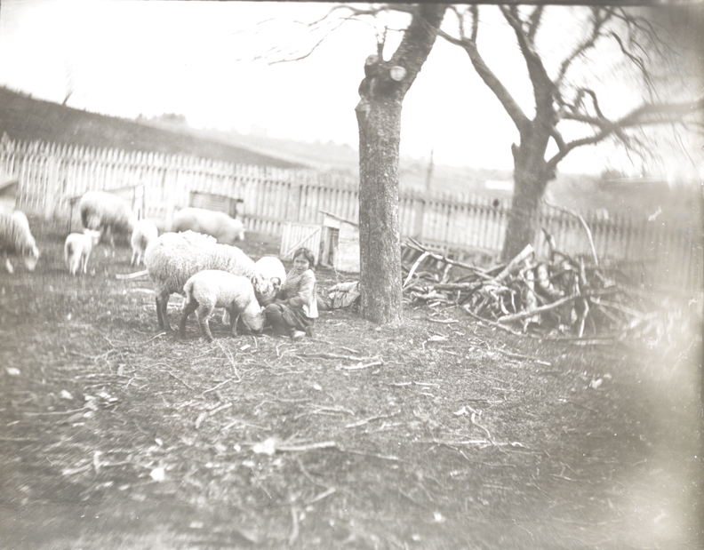 Sheep with girl at Crowell farm, Avondale, Pennsylvania