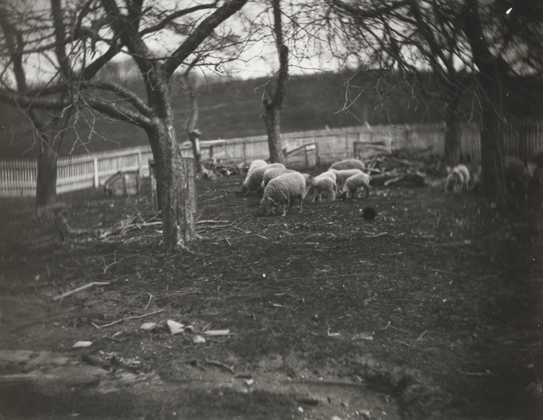 Sheep with girl at Crowell farm, Avondale, Pennsylvania