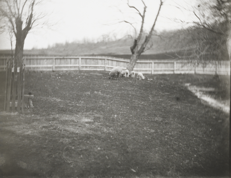 Sheep in front of fence at Crowell farm, Avondale, Pennsylvania