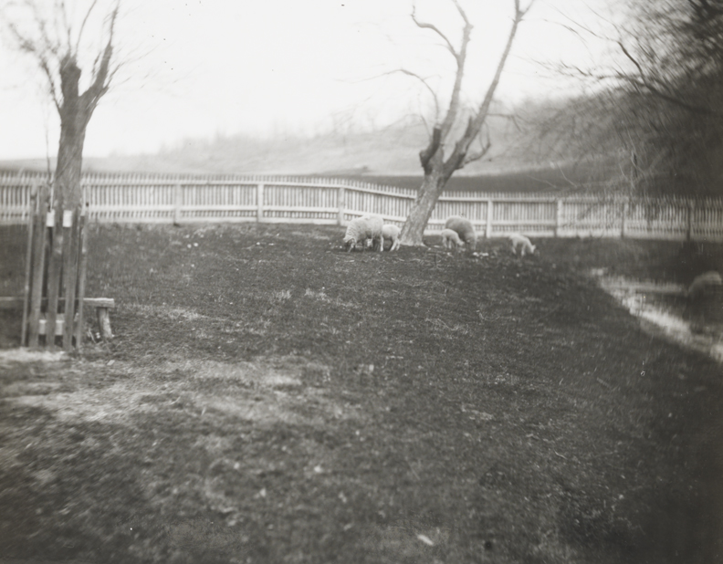 Sheep in front of fence at Crowell farm, Avondale, Pennsylvania