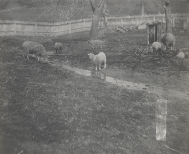 Sheep in front of fence at Crowell farm, Avondale, Pennsylvania