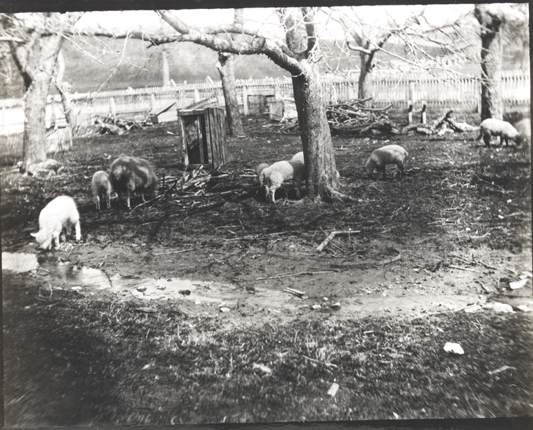 Sheep in front of fence at Crowell farm, Avondale, Pennsylvania