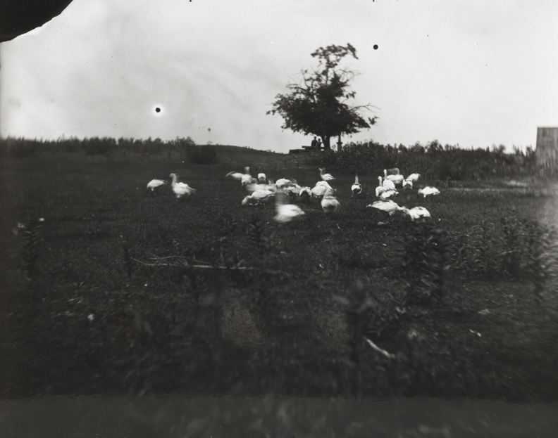 Geese with tree and two men in background at Gloucester, New Jersey