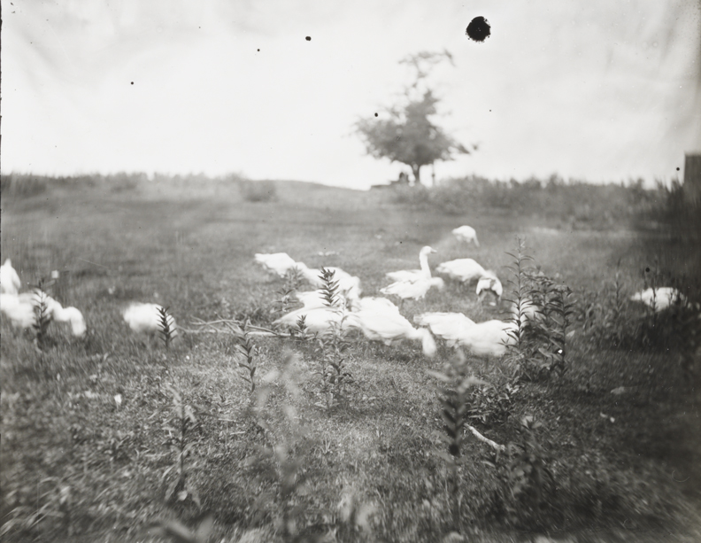 Geese with tree and two men in background at Gloucester, New Jersey