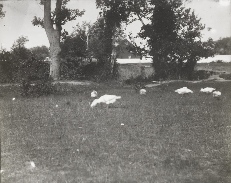 Geese at Gloucester in field with wooden bridge
