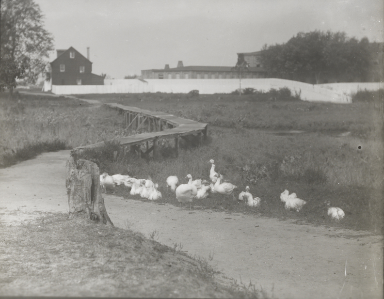Geese in field with wooden bridge