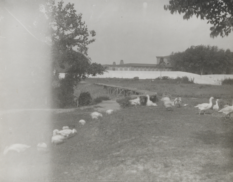 Geese in field with wooden bridge