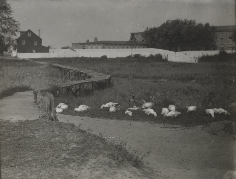 Geese in field with wooden bridge