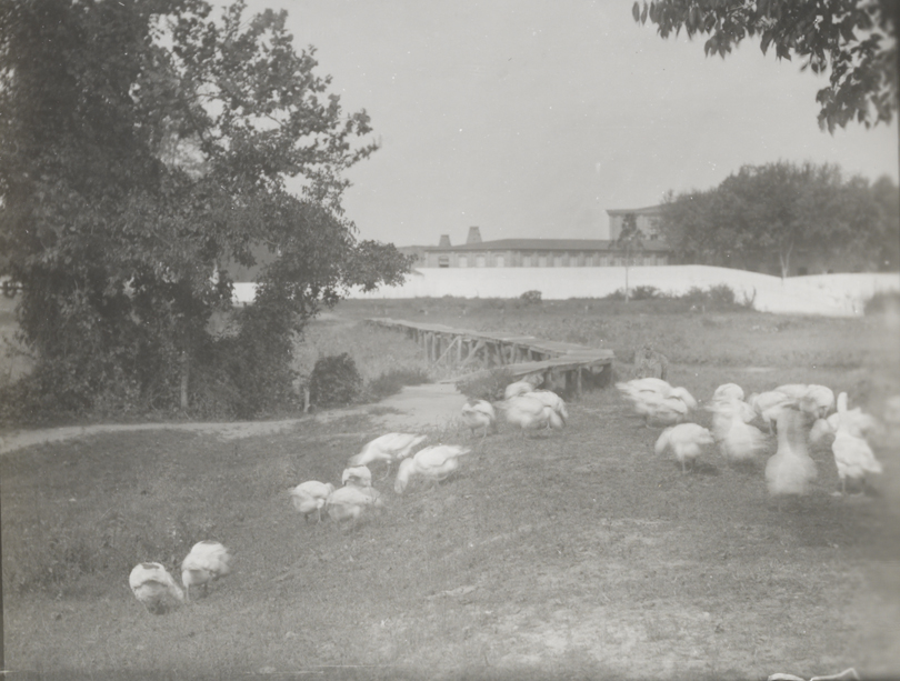 Geese in field with wooden bridge, house, and large building