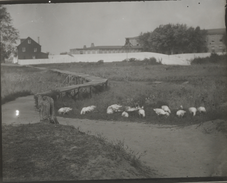 Geese in field with wooden bridge, house, and large building