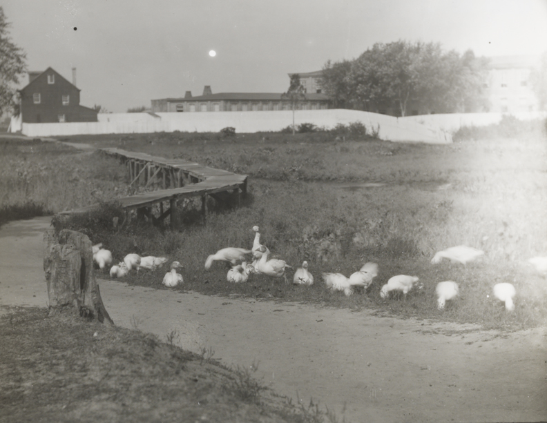 Geese in field with wooden bridge, house, and large building