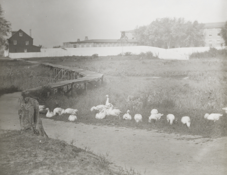 Geese in field with wooden bridge, house, and large building