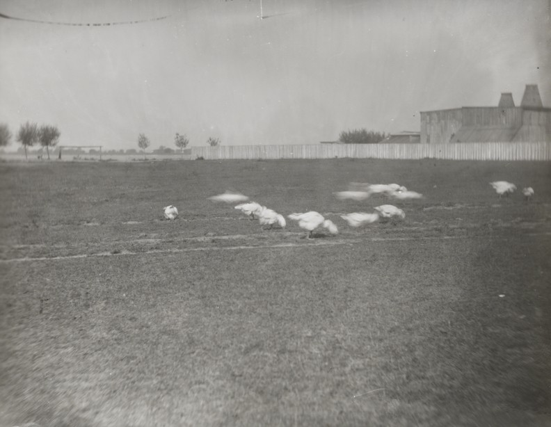 Geese in field with fence